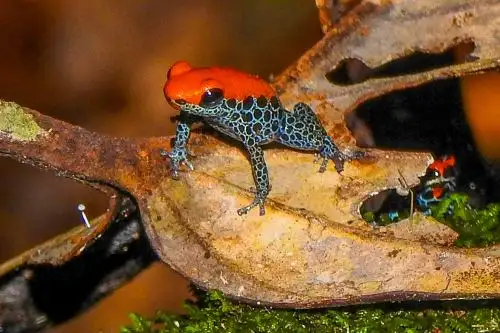 Esfuerzos climáticos se centran en reducir la deforestación, restaurar bosques degradados, proteger especies y fomentar cultivos sostenibles. Foto: ANDINA/Difusión