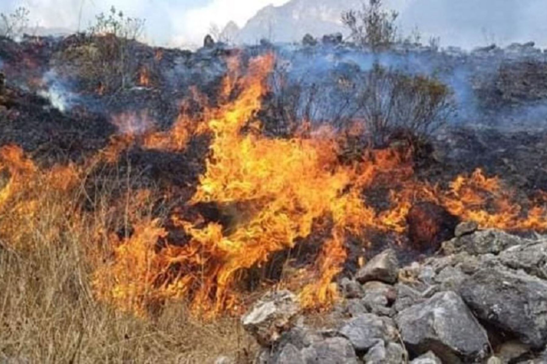 Incendio forestal registrado en Pasco en setiembre del año pasado. ANDINA/Difusión