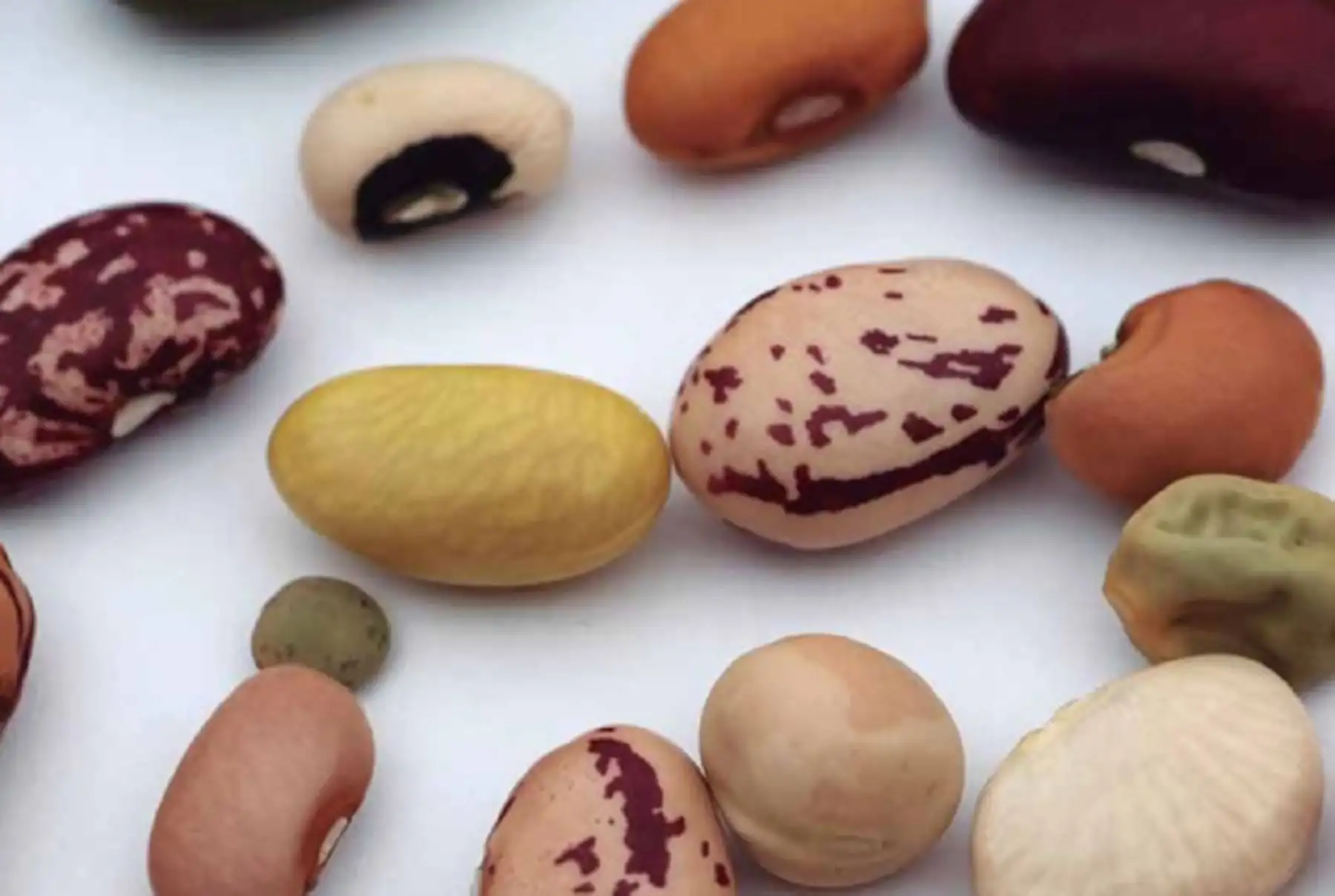 Legumbres del Perú: ¿Cuáles son consideradas superalimentos y tienen gran demanda mundial?