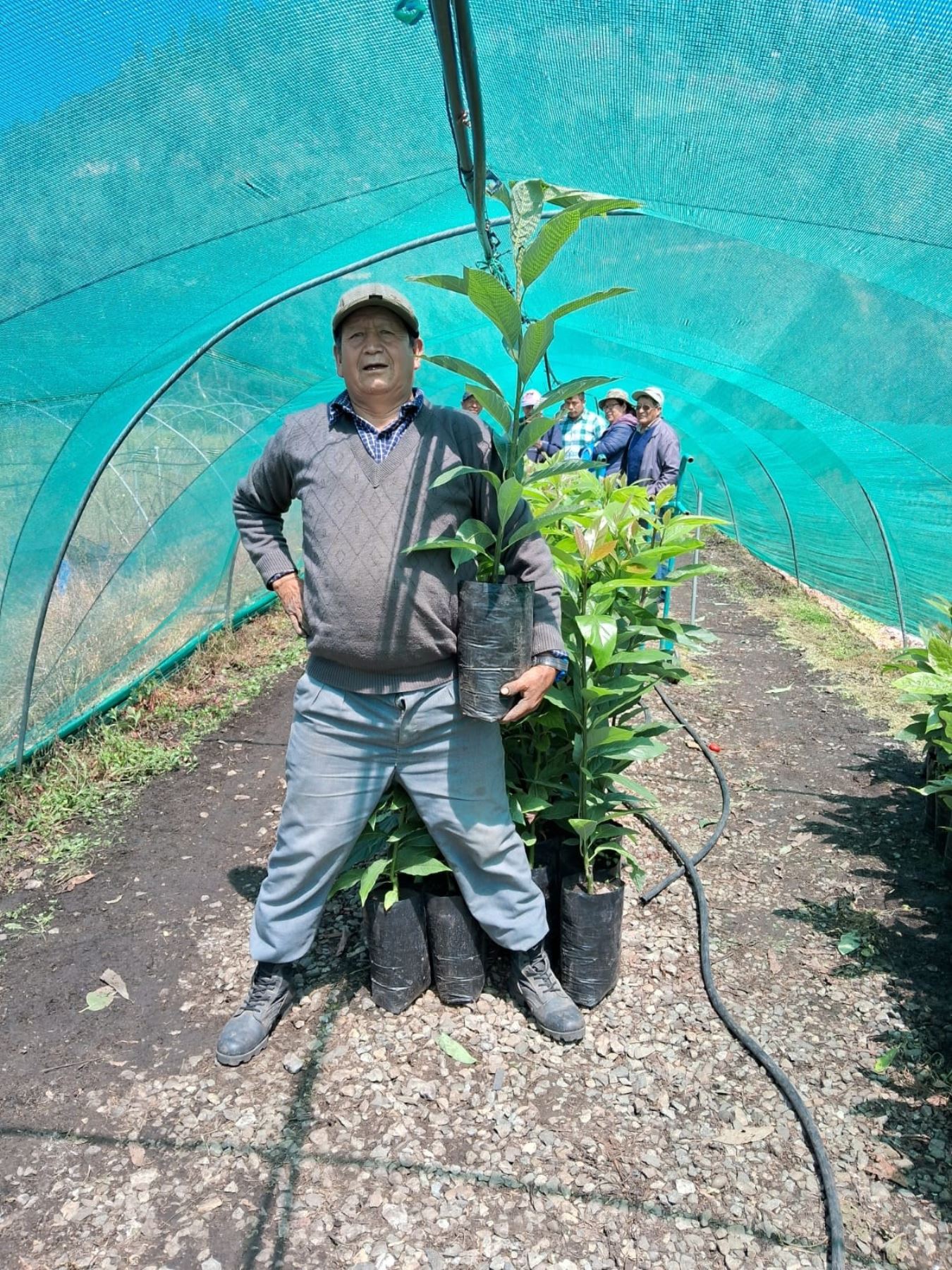 Palto de alta calidad genética entregado a productores de Apurímac. ANDINA/Difusión