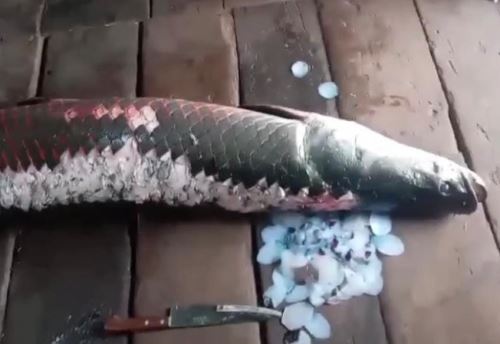 Un enorme paiche de casi 2 metros de longitud varó dentro de una vivienda situada a orillas del río Nanay, en la ciudad de Iquitos, región Loreto. ANDINA/Difusión