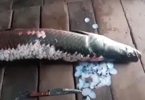 Un enorme paiche de casi 2 metros de longitud varó dentro de una vivienda situada a orillas del río Nanay, en la ciudad de Iquitos, región Loreto. ANDINA/Difusión