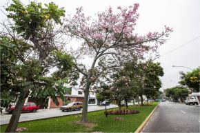 El estudio se realizó a partir de la data de árboles que existen en el centro de Lima obtenida de la Municipalidad de Lima. Para ello, se utilizó la herramienta de software del paquete I-tree para estimar ecosistemas.