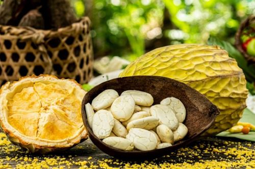 El macambo, fruto amazónico también conocido como majambo (en idioma quechua) es considerado un súper alimento debido a que contiene alto contenido de Omega 9, proteínas, fibra y teobromina, un alcaloide natural similar a la cafeína, utilizado como estimulante diurético y vasodilatador. Foto: Cortesía.