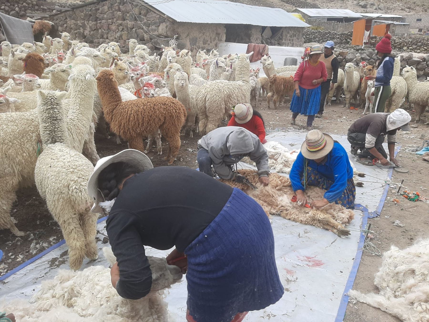 Comunidad campesina de provincia de Condesuyos, en Arequipa, reportó el incremento de decesos de alpacas debido a las bajas temperaturas que afectan a las zonas altas de la región. ANDINA/Difusión