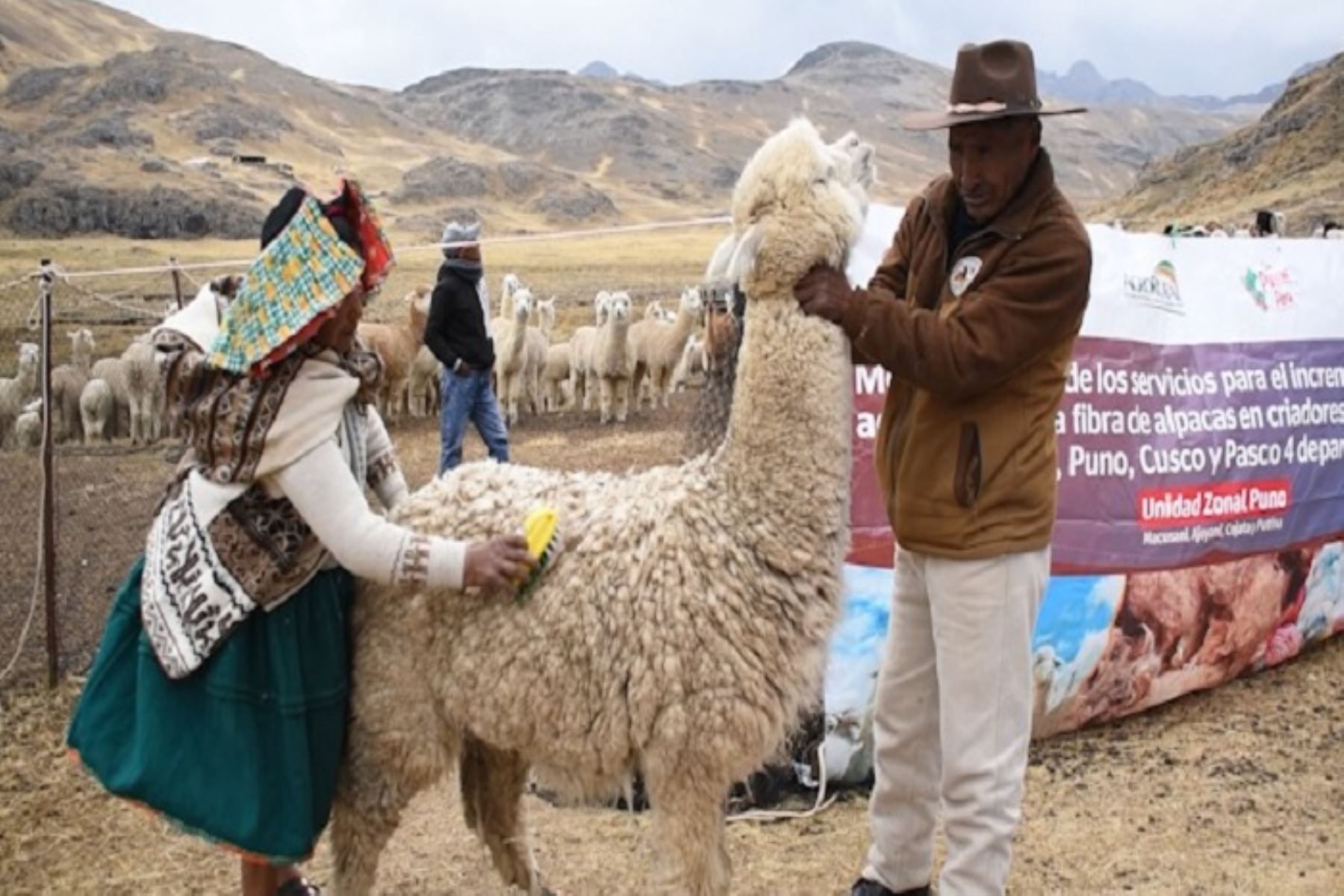 Las acciones del Midagri permitirán proteger a 459 600 cabezas de ganado con la entrega de 3600 kits veterinarios y la implementación de 830 cobertizos.