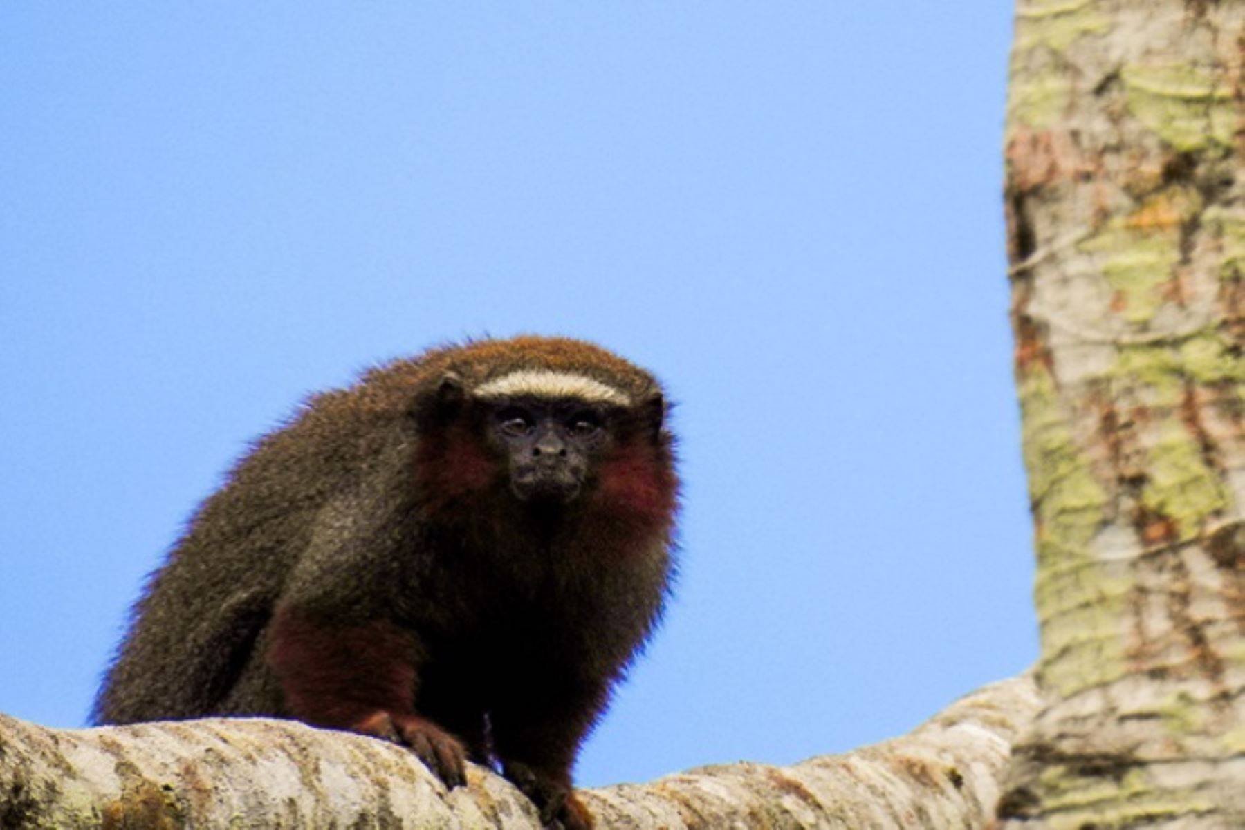 Joya amazónica: Reserva  Allpahuayo Mishana busca brillar en los Green Destinations 2025