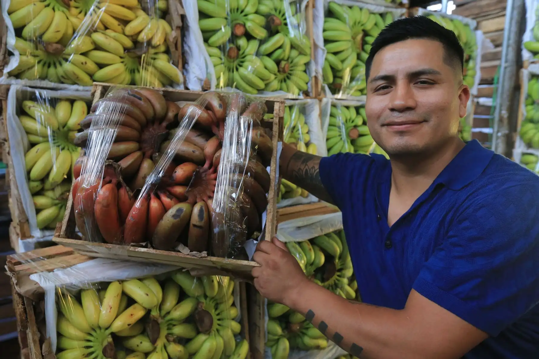 El Ministerio de Desarrollo Agrario y Riego (Midagri) promueve el consumo de frutas de temporada, como uva, sandía, papaya, chirimoya y banano, ideales para combatir el calor del verano. Estas frutas, cultivadas en diversas regiones del Perú gracias a la agricultura familiar, no solo se consumen frescas, sino también en preparaciones como cremoladas, batidos y ensaladas. Además de mejorar la nutrición, el consumo de estas frutas apoya a los productores locales, quienes abastecen el 70 % de los alimentos en el país. FOTO:ANDINA/Hector Vinces.