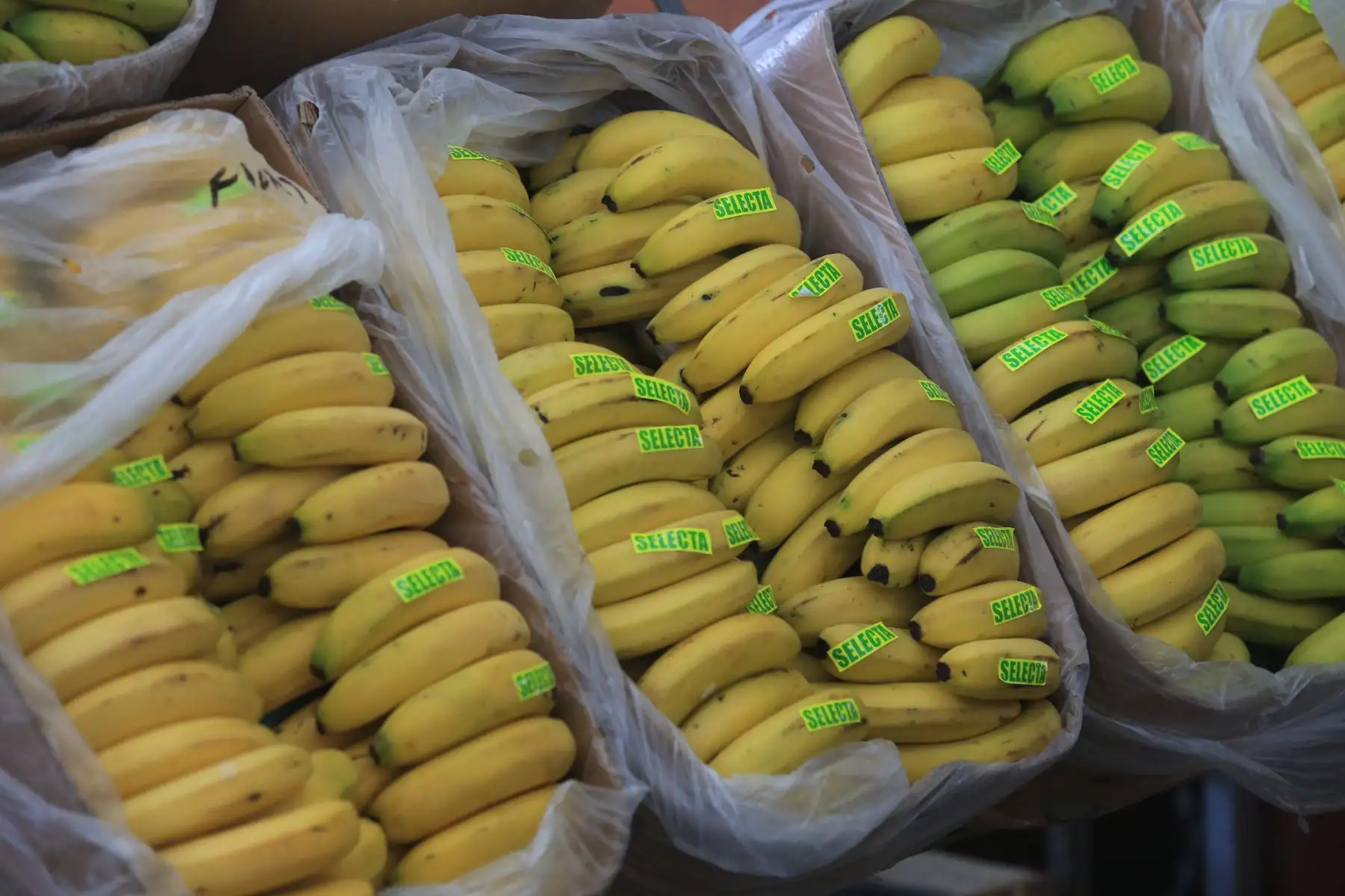 El Ministerio de Desarrollo Agrario y Riego (Midagri) promueve el consumo de frutas de temporada, como uva, sandía, papaya, chirimoya y banano, ideales para combatir el calor del verano. Estas frutas, cultivadas en diversas regiones del Perú gracias a la agricultura familiar, no solo se consumen frescas, sino también en preparaciones como cremoladas, batidos y ensaladas. Además de mejorar la nutrición, el consumo de estas frutas apoya a los productores locales, quienes abastecen el 70 % de los alimentos en el país. FOTO:ANDINA/Hector Vinces.