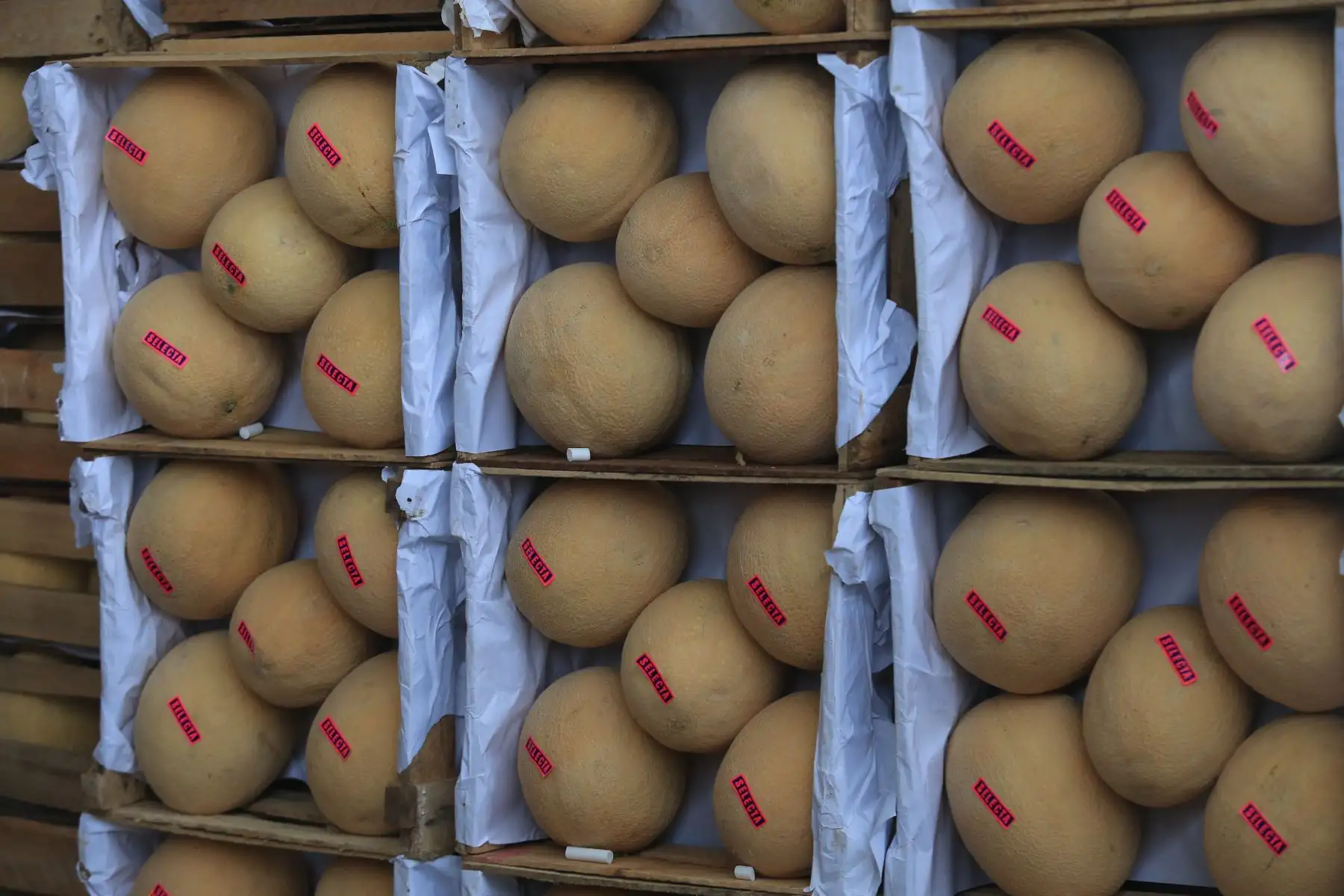 El Ministerio de Desarrollo Agrario y Riego (Midagri) promueve el consumo de frutas de temporada, como uva, sandía, papaya, chirimoya y banano, ideales para combatir el calor del verano. Estas frutas, cultivadas en diversas regiones del Perú gracias a la agricultura familiar, no solo se consumen frescas, sino también en preparaciones como cremoladas, batidos y ensaladas. Además de mejorar la nutrición, el consumo de estas frutas apoya a los productores locales, quienes abastecen el 70 % de los alimentos en el país. FOTO:ANDINA/Hector Vinces.
