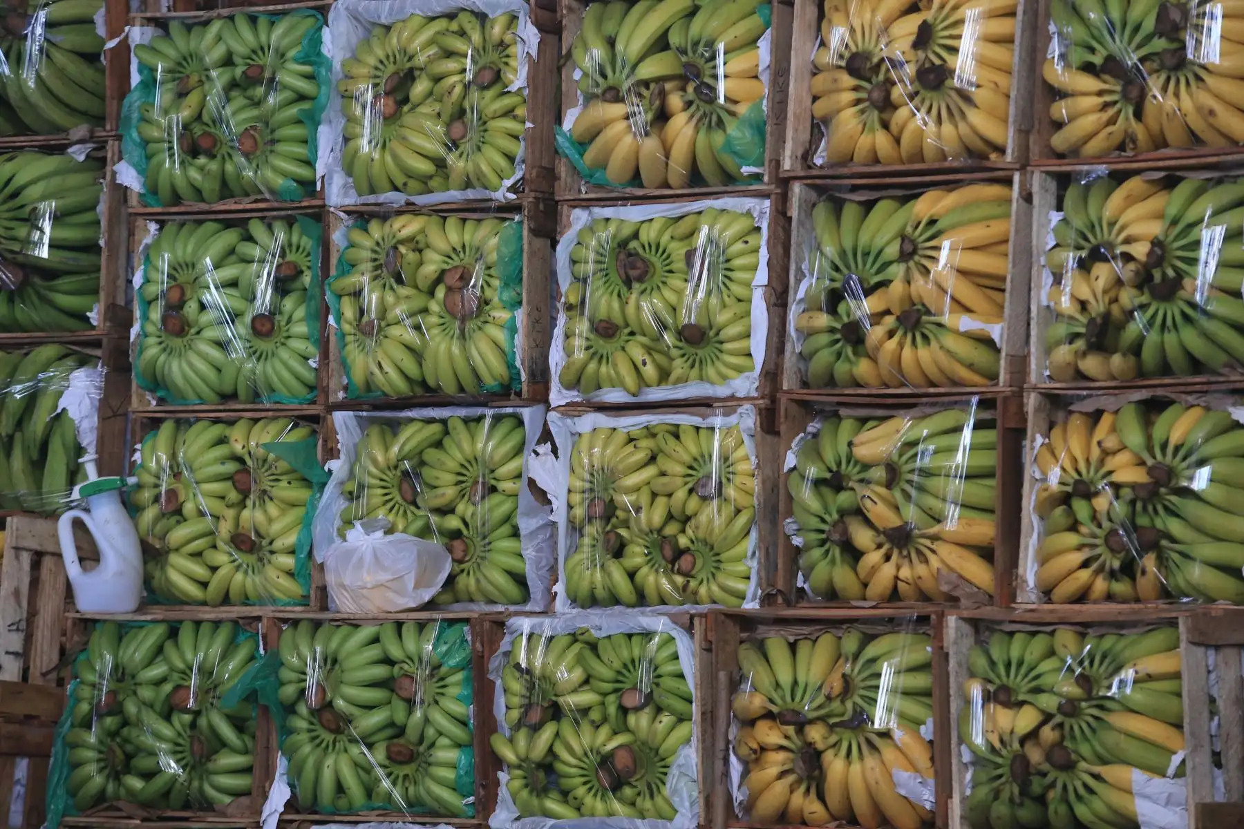 El Ministerio de Desarrollo Agrario y Riego (Midagri) promueve el consumo de frutas de temporada, como uva, sandía, papaya, chirimoya y banano, ideales para combatir el calor del verano. Estas frutas, cultivadas en diversas regiones del Perú gracias a la agricultura familiar, no solo se consumen frescas, sino también en preparaciones como cremoladas, batidos y ensaladas. Además de mejorar la nutrición, el consumo de estas frutas apoya a los productores locales, quienes abastecen el 70 % de los alimentos en el país. FOTO:ANDINA/Hector Vinces.