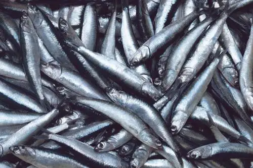 El Ministerio de la Producción definió el límite de pesca de anchoveta para la segunda temporada 2025. Foto: ANDINA/Difusión