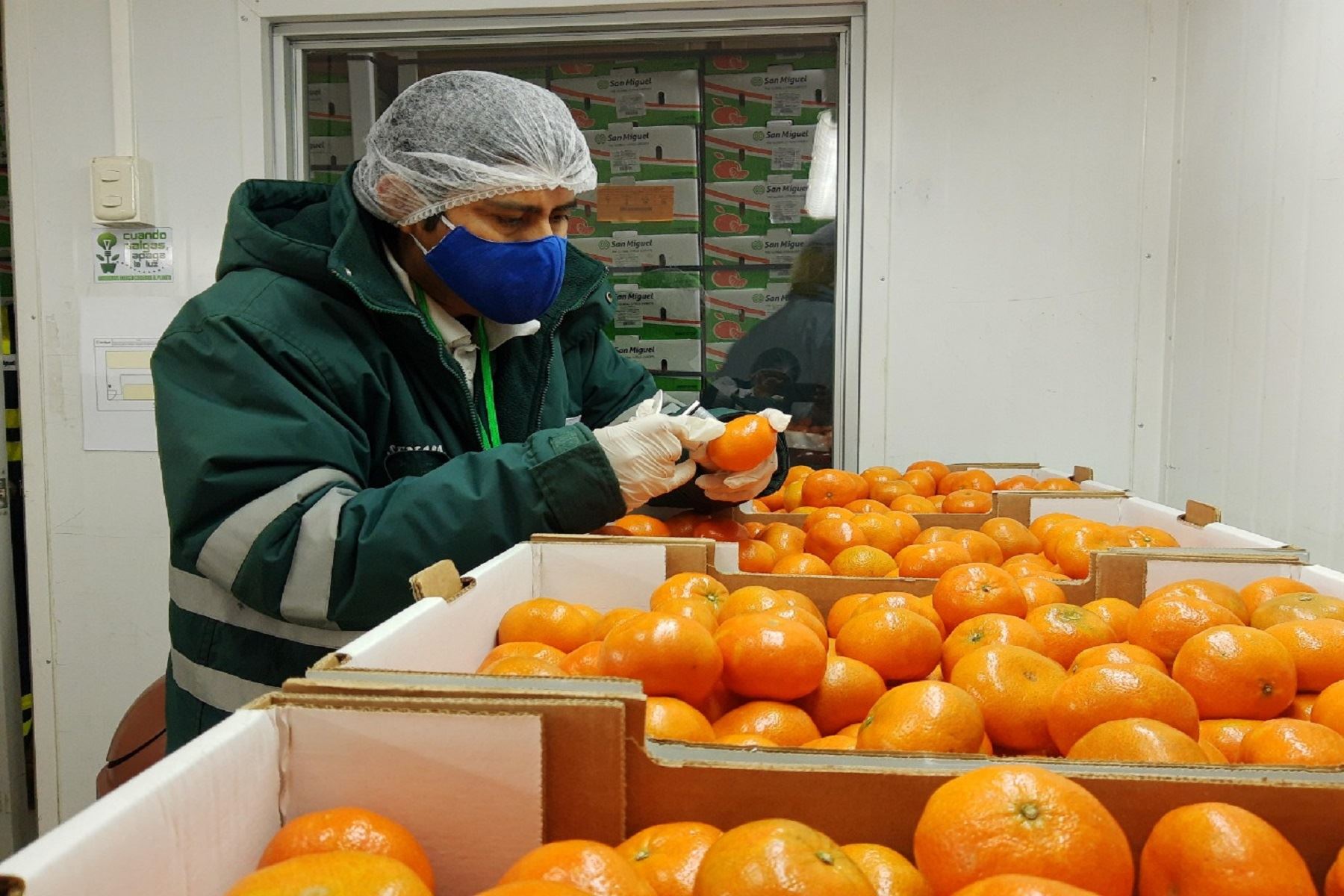 Inspección de la fruta antes de exportar. ANDINA/Difusión