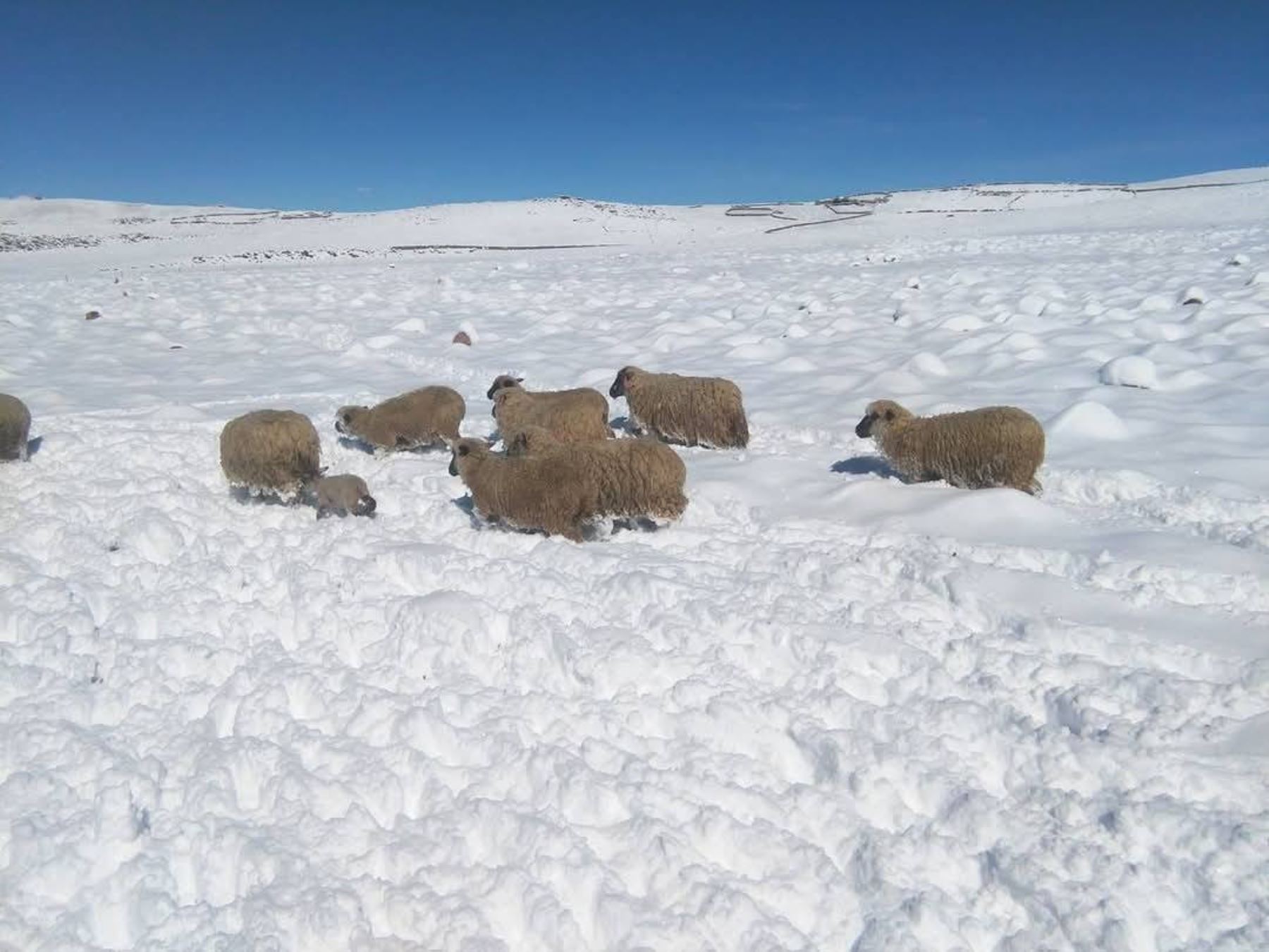 La provincia de Chucuito - Juli, región Puno, es una de las más afectadas por la intensa nevada que se registra en la sierra sur de Perú. ANDINA/Difusión