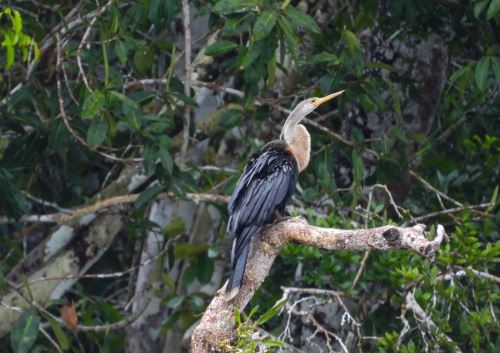 Cerca de 500 especies de aves viven en la Reserva Nacional Allpahuayo Mishana (Loreto), 21 de ellas son endémicas, lo que convierte a este lugar en un candidato de peso a los premios Green Destinations Top 100 People