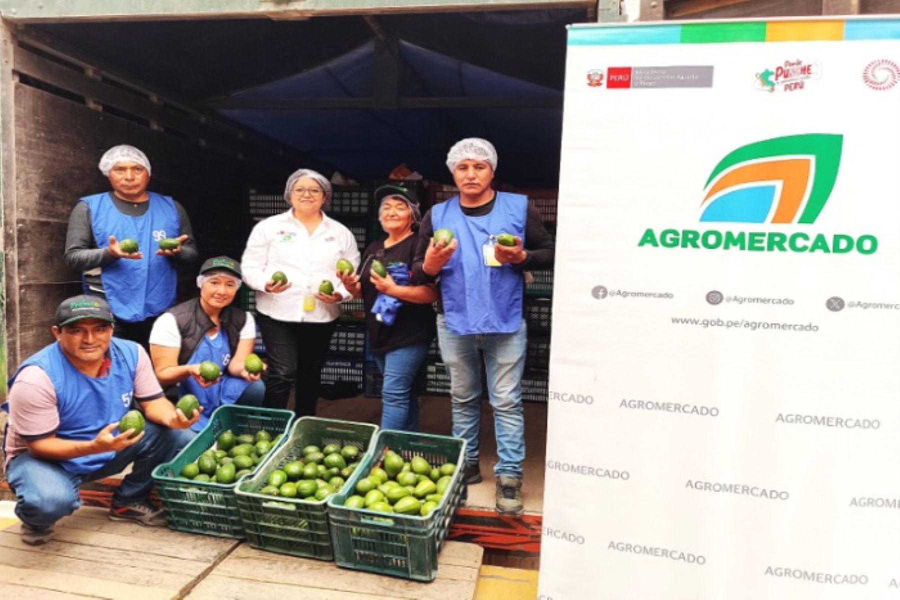 En 2024, Perú alcanzó una exportación récord de 570,339 toneladas de palta, con ingresos que superaron los 1,246 millones de dólares, precisa el Midagri.