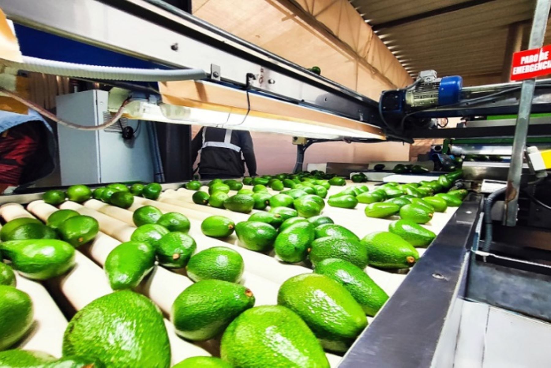 Las paltas peruanas tienen potencial de crecimiento en el mercado francés. ANDINA/Difusión