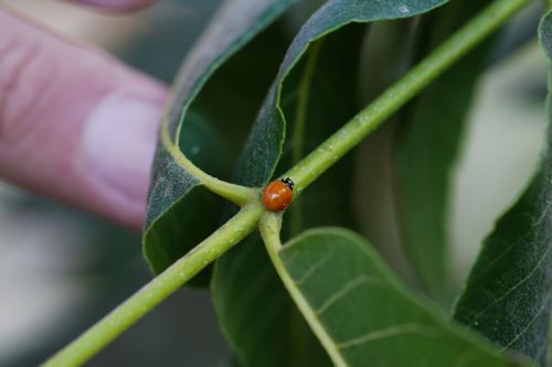 Productores de pecana del distrito iqueño de Santiago emplean mariquitas y crisopas como controladores biológicos para combatir la plaga del pulgón amarillo que afecta a sus cultivos. Foto: Genry Bautista