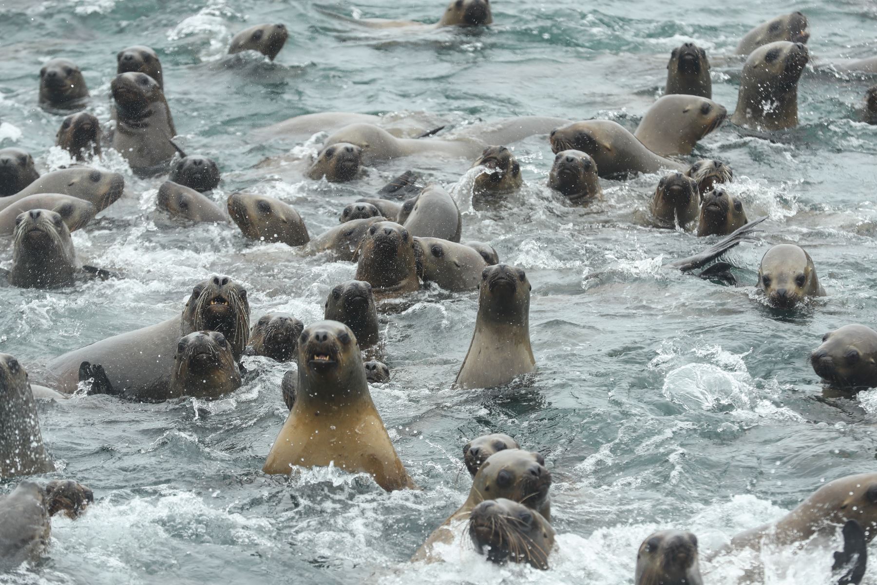 Esta área protegida sirve como refugio y lugar de descanso para colonias de aves y mamíferos marinos. Con el paso de los años ha aumentado el interés por observar colonias de lobos marinos sudamericanos, pingüinos de Humboldt y aves guaneras, con visitas diarias durante casi todo el año.