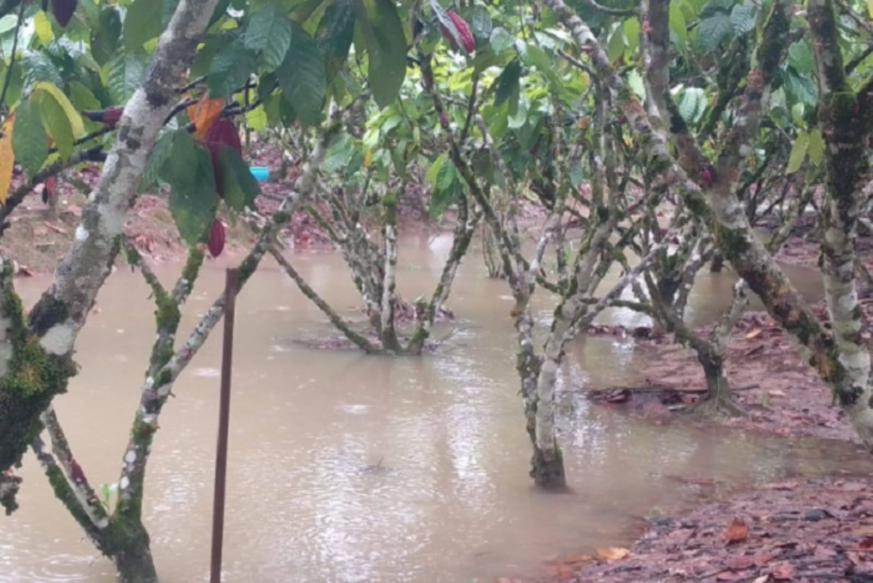 Autoridades locales evacuaron a familias damnificadas hacia viviendas de parientes y vecinos, como medida temporal, mientras disminuye  el caudal de los ríos.