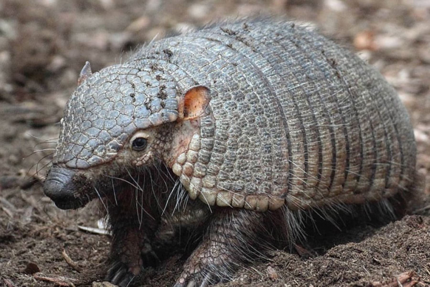 Ley Forestal y de Fauna Silvestre N° 29763 precisa que no está permitida la captura, caza y exhibición de animales silvestres, con fines tradicionales y/o costumbristas.