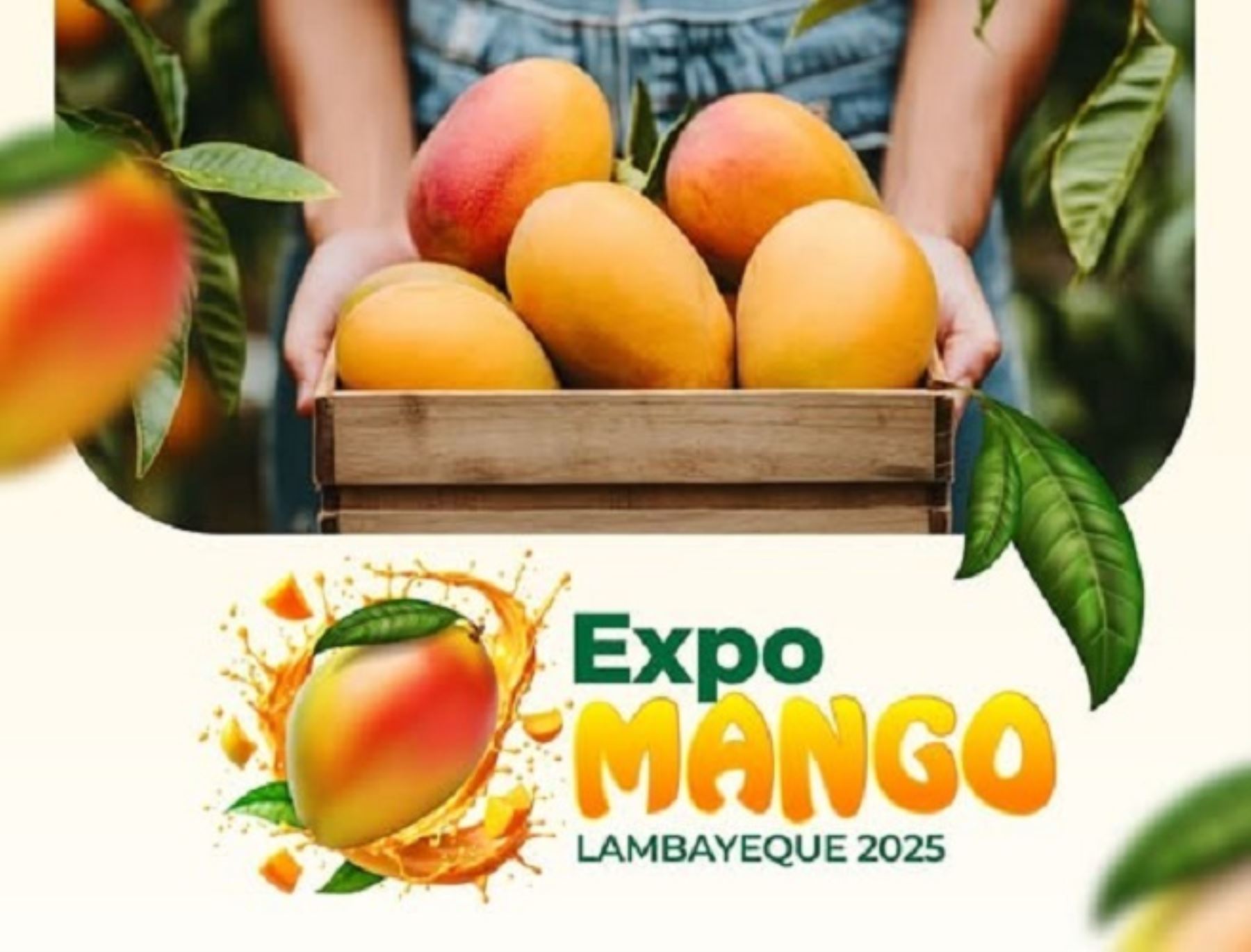 Esta sábado 25 de enero la Feria Itinerante ExpoMango región Lambayeque recorrerá diversas zonas de la ciudad de Chiclayo para promover el consumo de la deliciosa fruta. Foto: ANDINA/difusión.