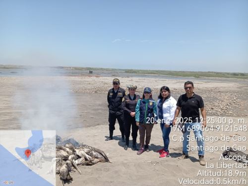 Representantes de la Fiscalía Ambiental de La Libertad, de la Policía Nacional y del Gobierno Regional constataron la muerte masiva de pelícanos en Santiago de Cao. ANDINA/Difusión