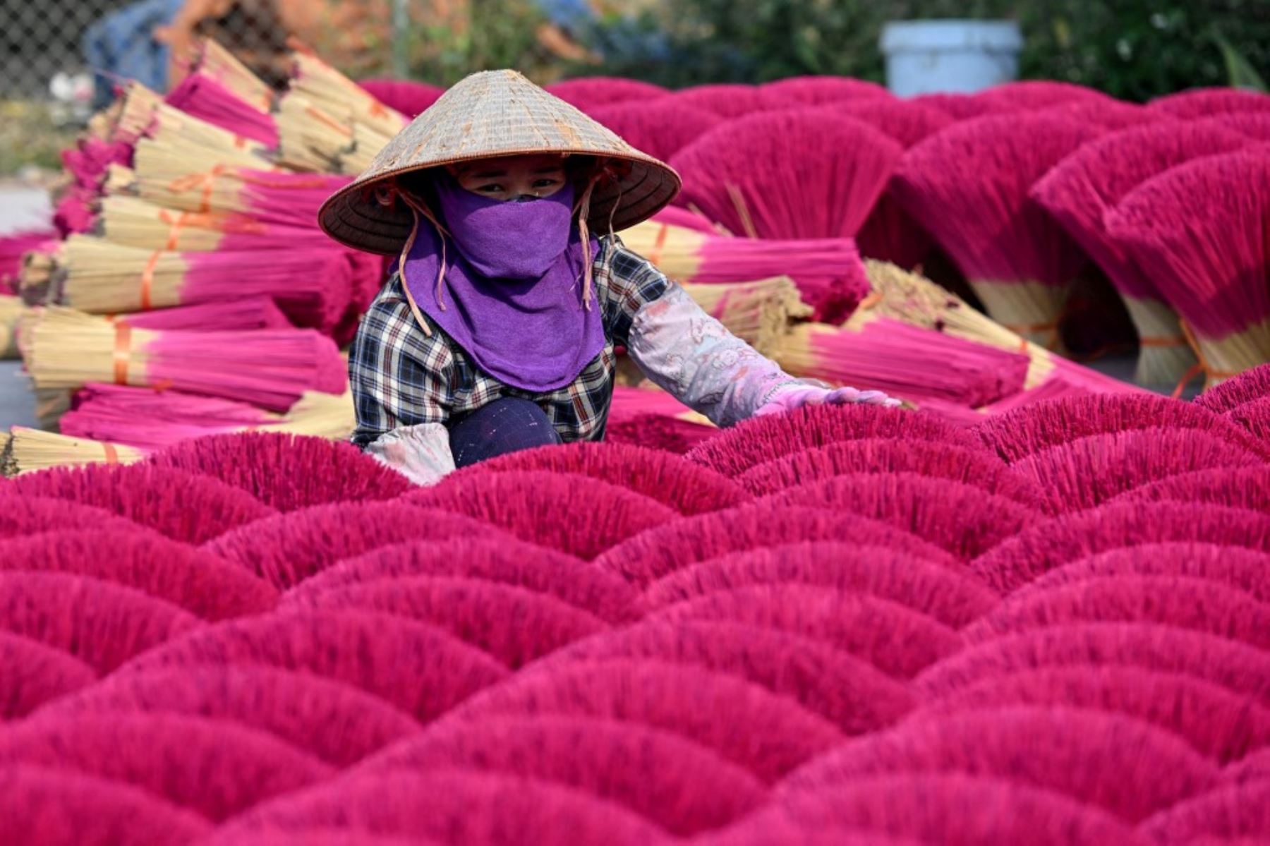 Un trabajador organiza barras de incienso secos para que se sequen en un patio en la aldea de Quang Phu Cau, en las afueras de Hanoi, antes de las celebraciones del Año Nuevo Lunar, conocidas en Vietnam como Tet. Las familias que viven y trabajan en el "pueblo del incienso" de Quang Phu Cau ahora también hacen palos en amarillo, azul y verde, atendiendo a los visitantes ansiosos por tomar fotos para Instagram. (Foto de Nhac NGUYEN / AFP)