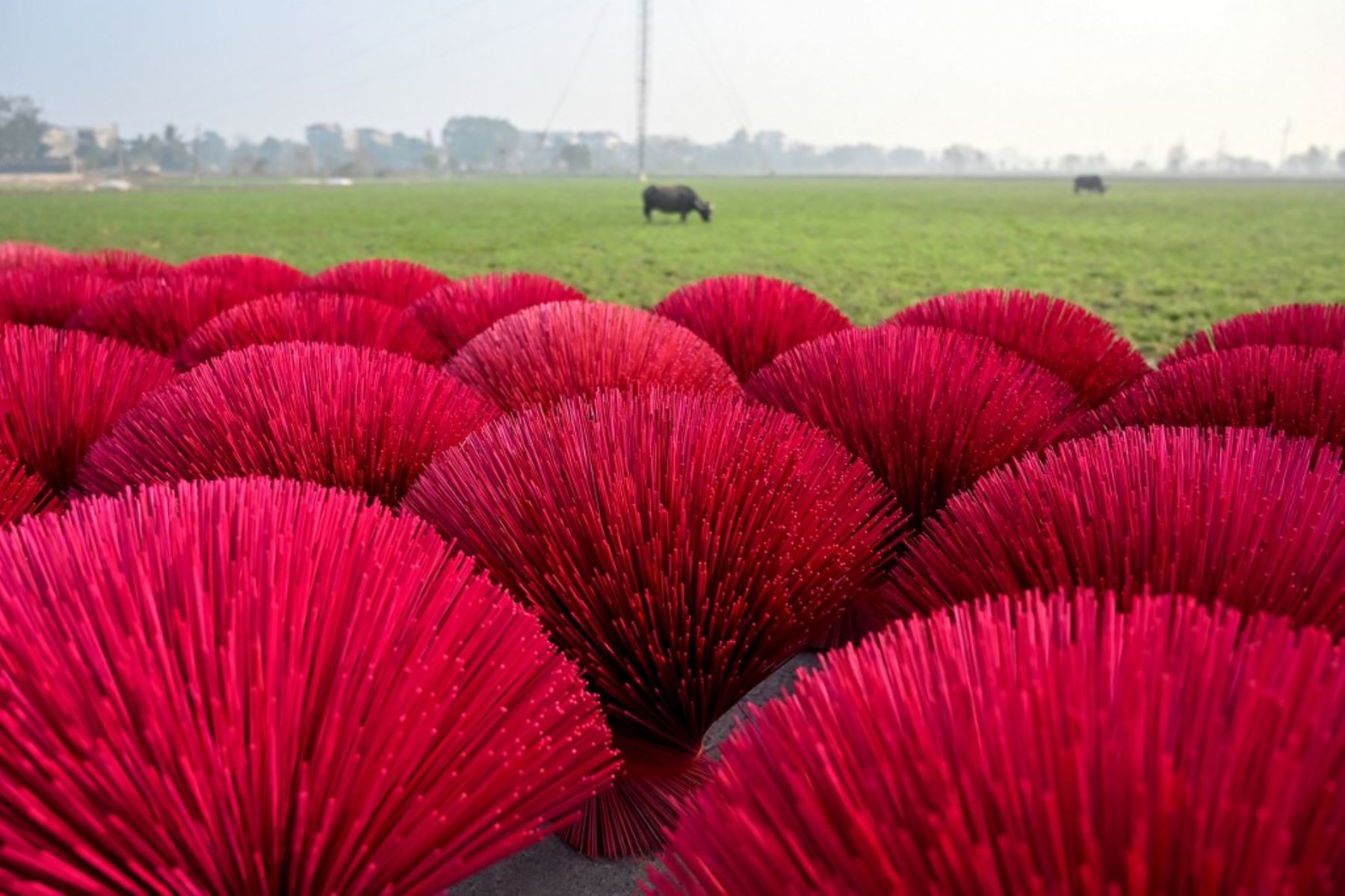 Los palitos de incienso se secan junto a los campos en la aldea de Quang Phu Cau, en las afueras de Hanoi, antes de las celebraciones del Año Nuevo Lunar, conocido en Vietnam como Tet. Las familias que viven y trabajan en el "pueblo del incienso" de Quang Phu Cau ahora también hacen palos en amarillo, azul y verde, atendiendo a los visitantes ansiosos por tomar fotos para Instagram. (Foto de Nhac NGUYEN / AFP)