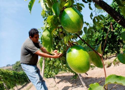 El proyecto PERU-Hub promueve el cultivo de maracuyá en la región San Martín, donde puede desarrollarse y lograr su exportación en beneficio de los agricultores locales. ANDINA/Difusión