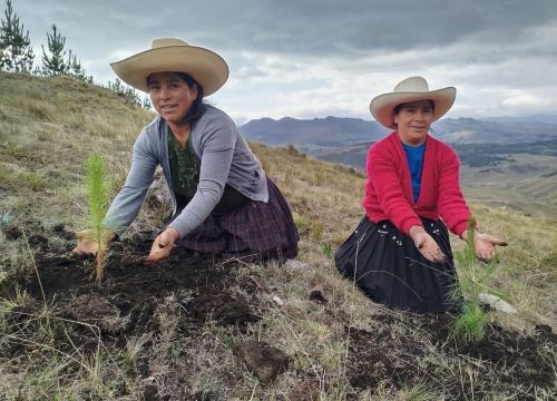 Instalación de 5,300 hectáreas de plantaciones forestales beneficiará a 7,000 familias