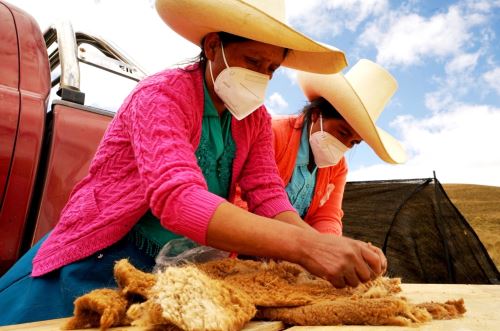 El 2024 Cajamarca exportó por primera vez fibra de alpaca. Se vendieron 40 kg de producto y este año se proyecto duplicar la exportación de la cotizada fibra cuya producción es impulsada por el Proyecto Vicuña que ejecuta el Gobierno Regional. ANDINA/Difusión