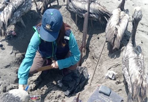 Autoridades de La Libertad ejecutaron operativo contra la depredación de la fauna marina en distrito de Santiago de Cao donde se presentaron casos de matanza de pelícanos. ANDINA/Difusión