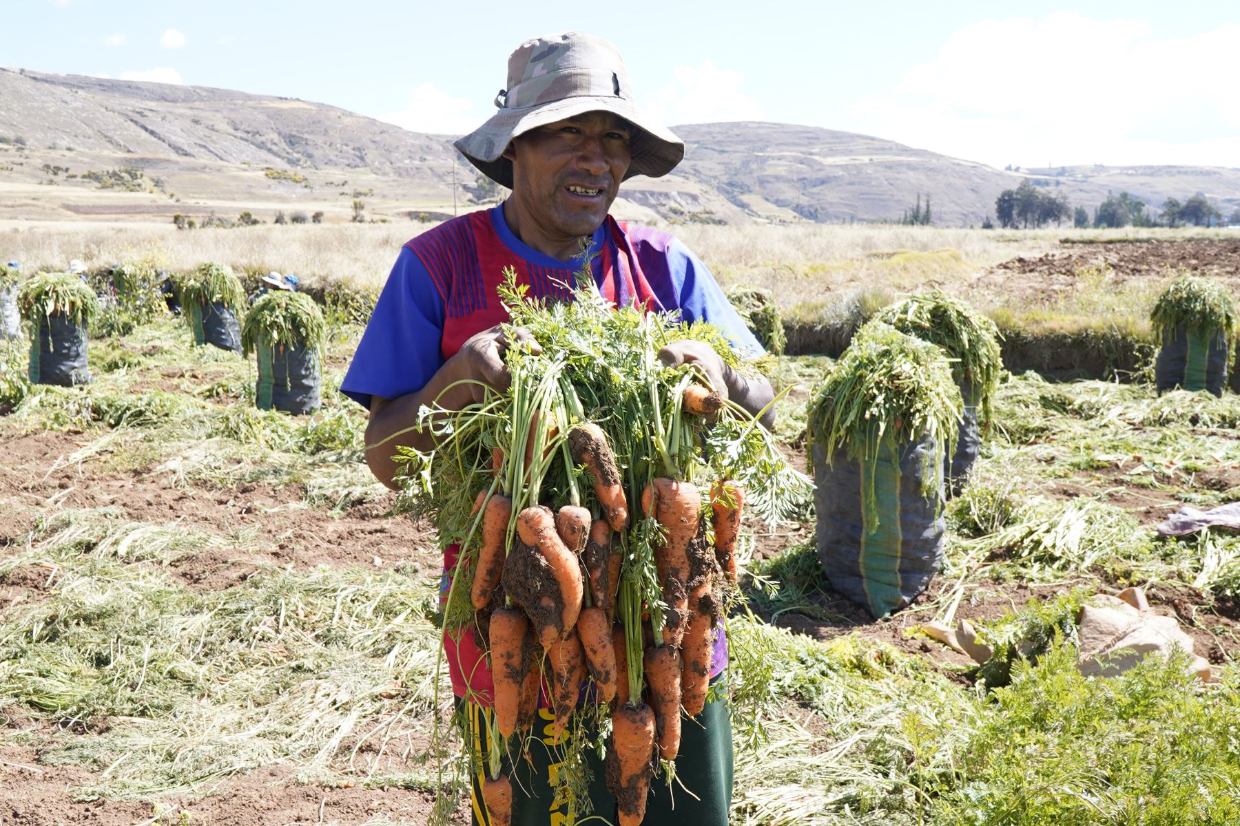 Como parte de la estrategia de diversificación de los cultivos, el Ministerio de Desarrollo Agrario y Riego (Midagri) recomendó a los productores de zanahoria considerar la siembra de cultivos alternativos. Cortesía Midagri ANDINA/Difusión