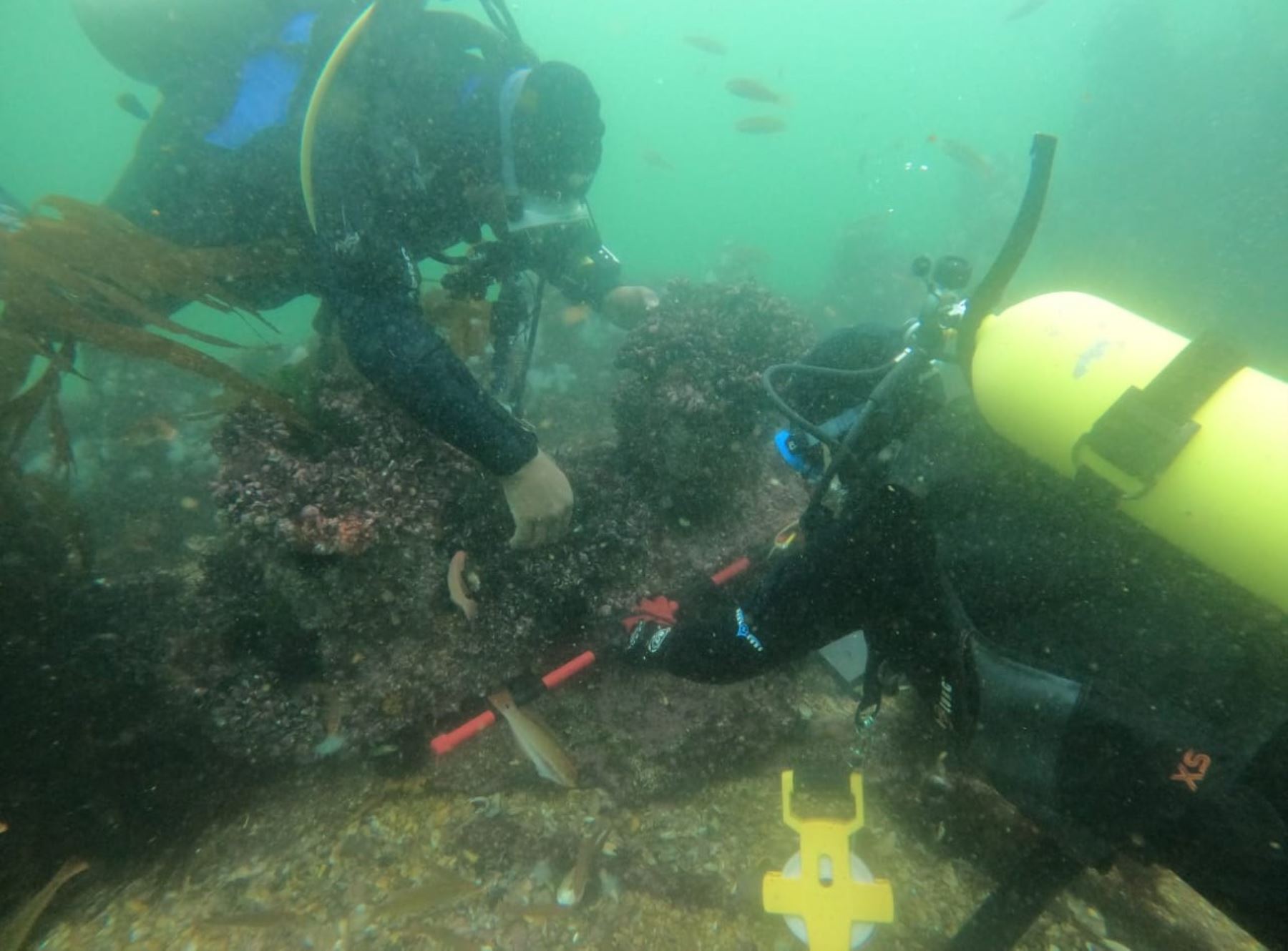 Los buques históricos Chincha Norte y Chincha Sur, hallados cerca de las islas Chincha, región Ica, son embarcaciones únicas de gran importancia y valor cultural, afirma el Ministerio de Cultura. ANDINA/Y. Hooker