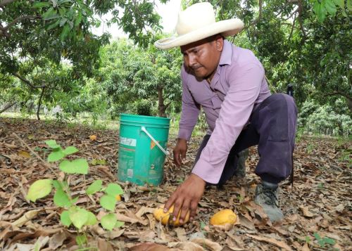 Senasa encabeza esfuerzos en Lambayeque para trabajar en el control de la mosca de la fruta en la región. ANDINA/Difusión