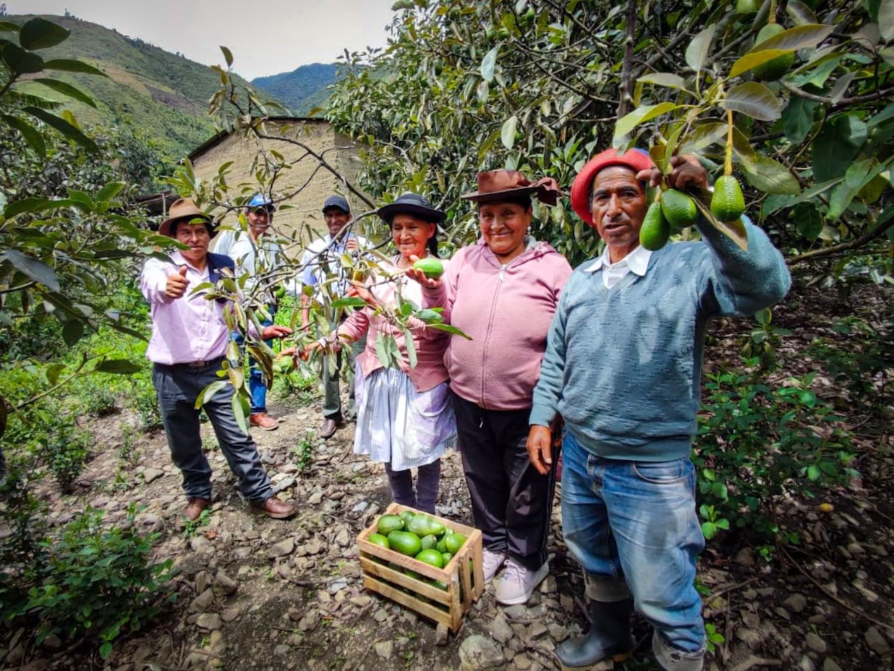 Un total de 884 familias productoras de nueve distritos de Junín se beneficiarán con las 22 estructuras de fierro que optimizarán la producción de palta. ANDINA/Difusión