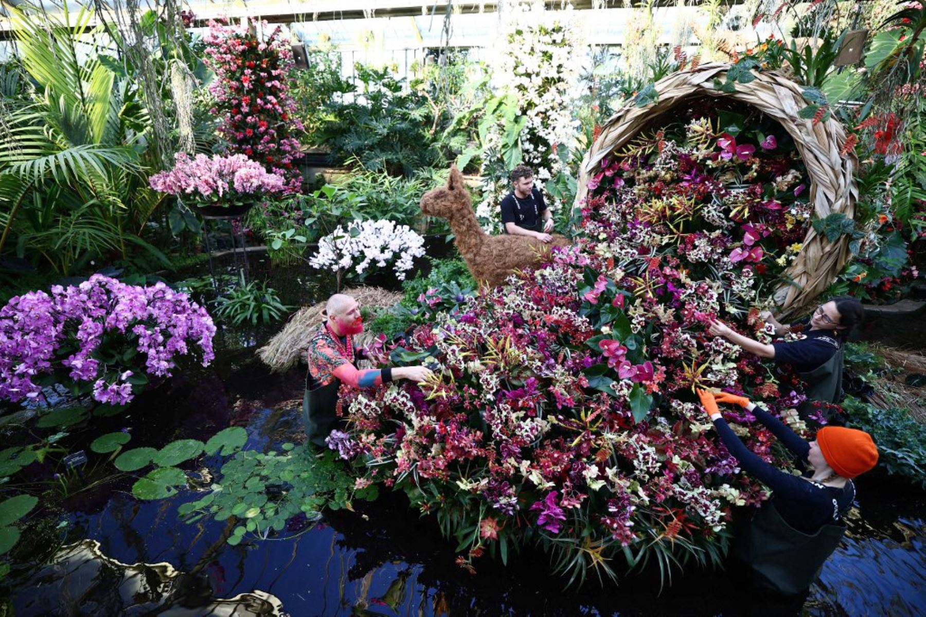 Los horticultores de Kew preparan exhibiciones de orquídeas para el 