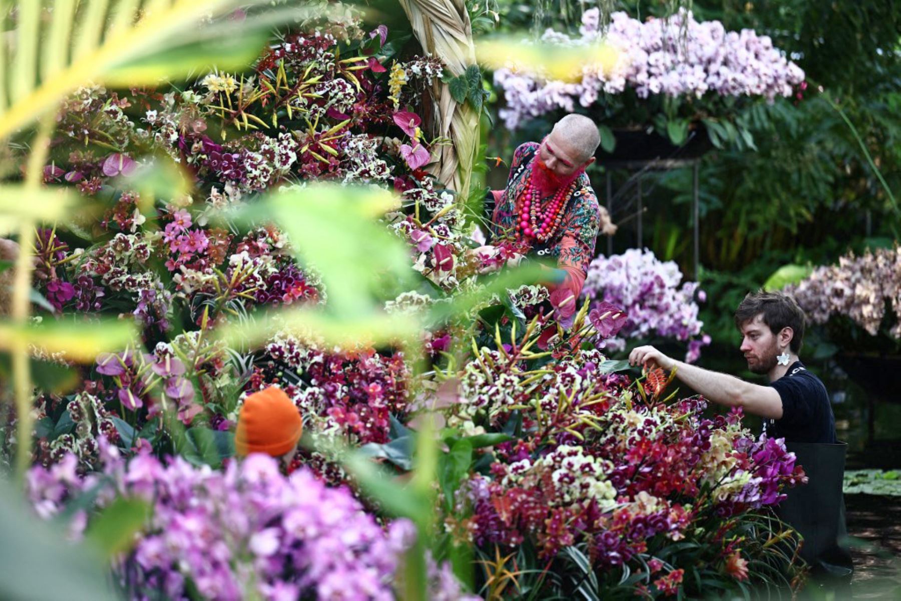 El festival presenta miles de coloridas orquídeas y cientos de otras plantas tropicales, hortícolas. exhibe plantas hechas a mano, incluidas alpacas, parihuanas (flamencos andinos), murales hechos a medida y cerámica pintada a mano por la artista nacida en Lima Gisella Stapleton. Foto: AFP