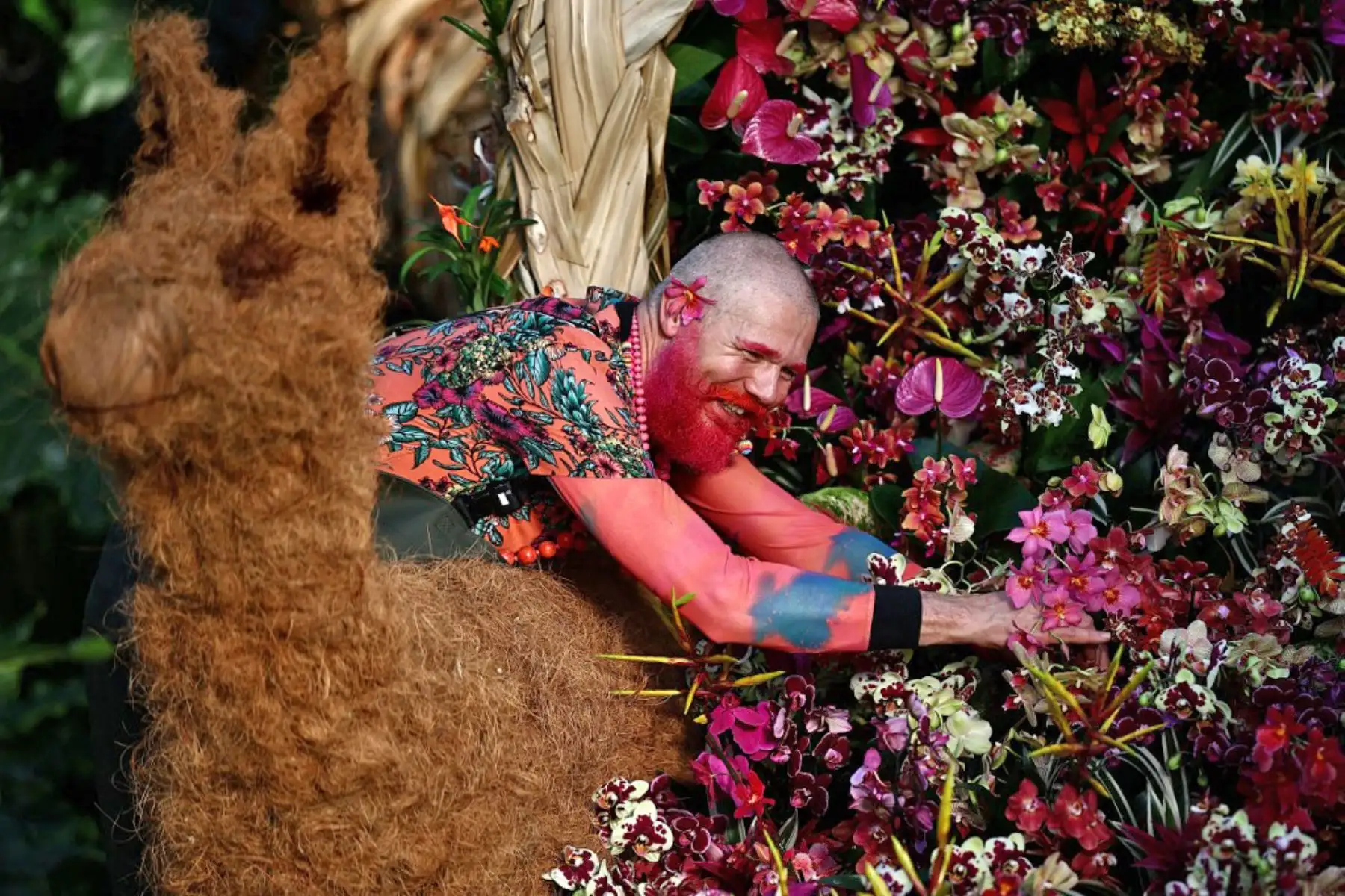 El festival presenta miles de coloridas orquídeas y cientos de otras plantas tropicales, hortícolas. exhibe plantas hechas a mano, incluidas alpacas, parihuanas (flamencos andinos), murales hechos a medida y cerámica pintada a mano por la artista nacida en Lima Gisella Stapleton. Foto: AFP