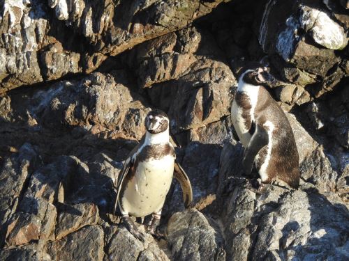 La población del pingüino de Humboldt se ha reducido de forma alarmante, advirtió el Serfor. ANDINA/Difusión