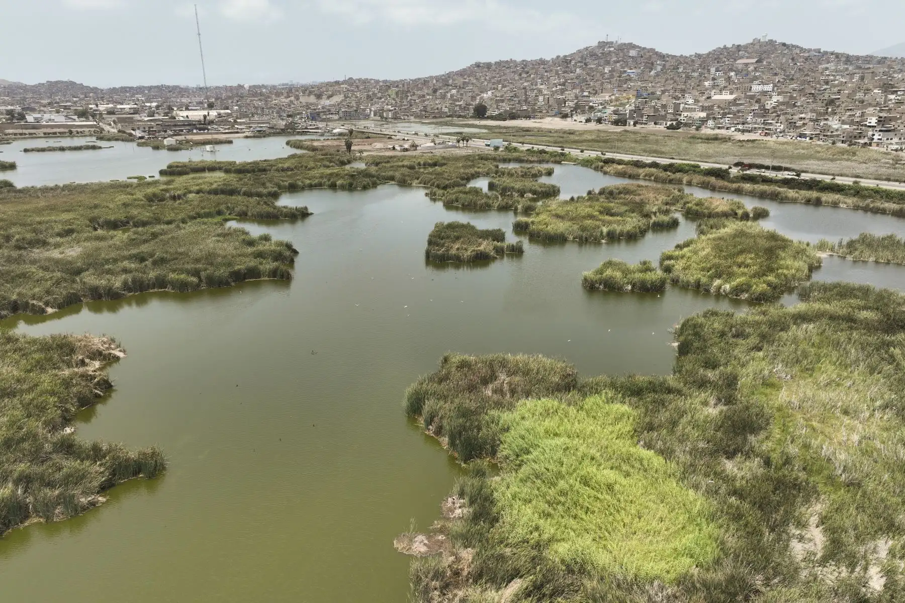 Los Pantanos de Villa se unen a la celebración por el Día Mundial de los Humedales con actividades para toda la familia. Los pantanos son un reservorio de aguas subterráneas que provienen de lluvias y deshielos de la cuenca del río Rímac y pueden albergar hasta 210 especies de aves (entre migratorias, residentes y de registros eventuales), según información del SERNANP. Foto: ANDINA/Jhonel Rodríguez Robles
