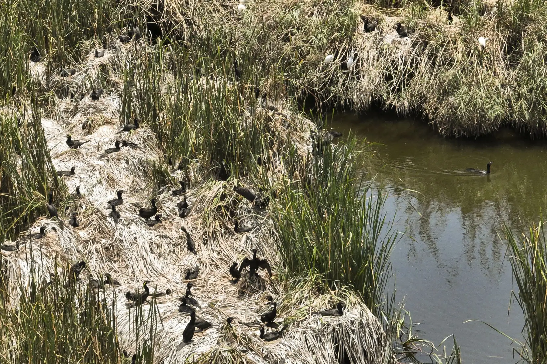 Los Pantanos de Villa se unen a la celebración por el Día Mundial de los Humedales con actividades para toda la familia. Los pantanos son un reservorio de aguas subterráneas que provienen de lluvias y deshielos de la cuenca del río Rímac y pueden albergar hasta 210 especies de aves (entre migratorias, residentes y de registros eventuales), según información del SERNANP. Foto: ANDINA/Jhonel Rodríguez Robles