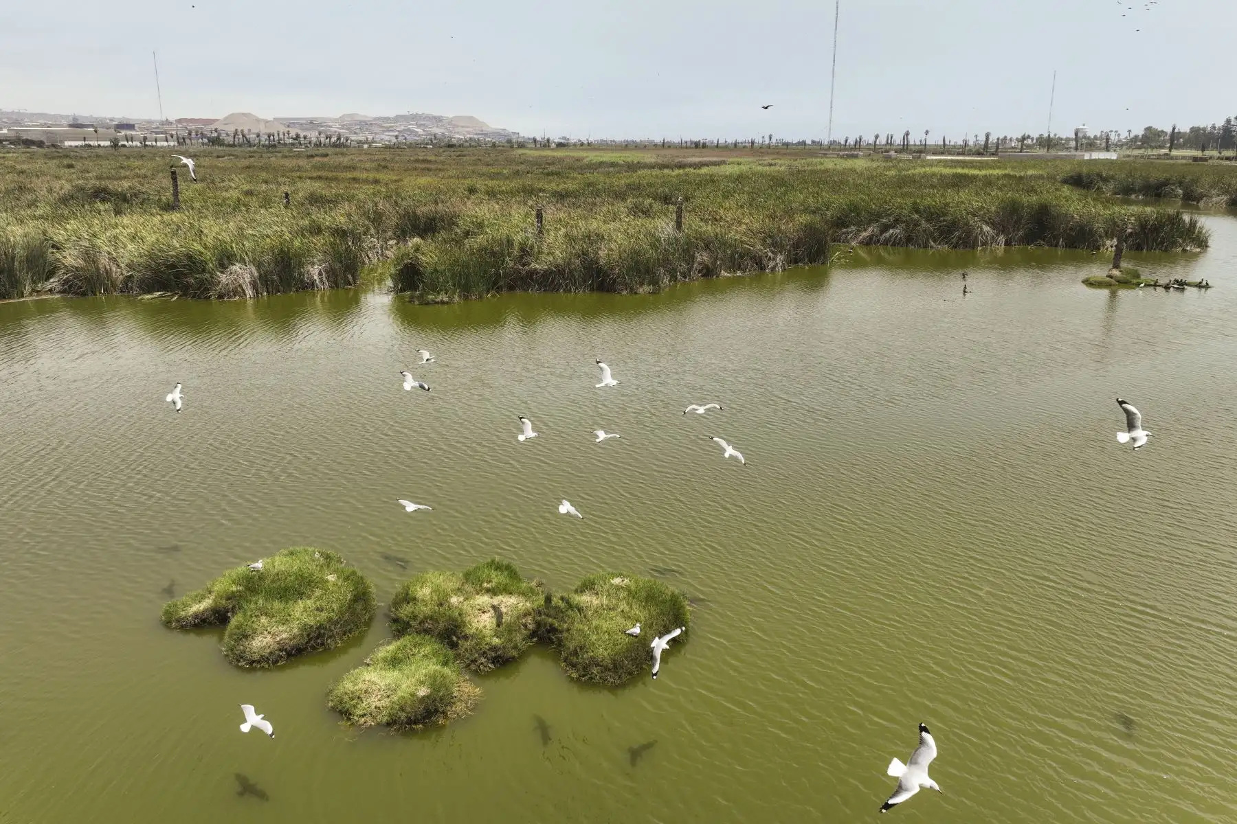 Los Pantanos de Villa se unen a la celebración por el Día Mundial de los Humedales con actividades para toda la familia. Los pantanos son un reservorio de aguas subterráneas que provienen de lluvias y deshielos de la cuenca del río Rímac y pueden albergar hasta 210 especies de aves (entre migratorias, residentes y de registros eventuales), según información del SERNANP. Foto: ANDINA/Jhonel Rodríguez Robles