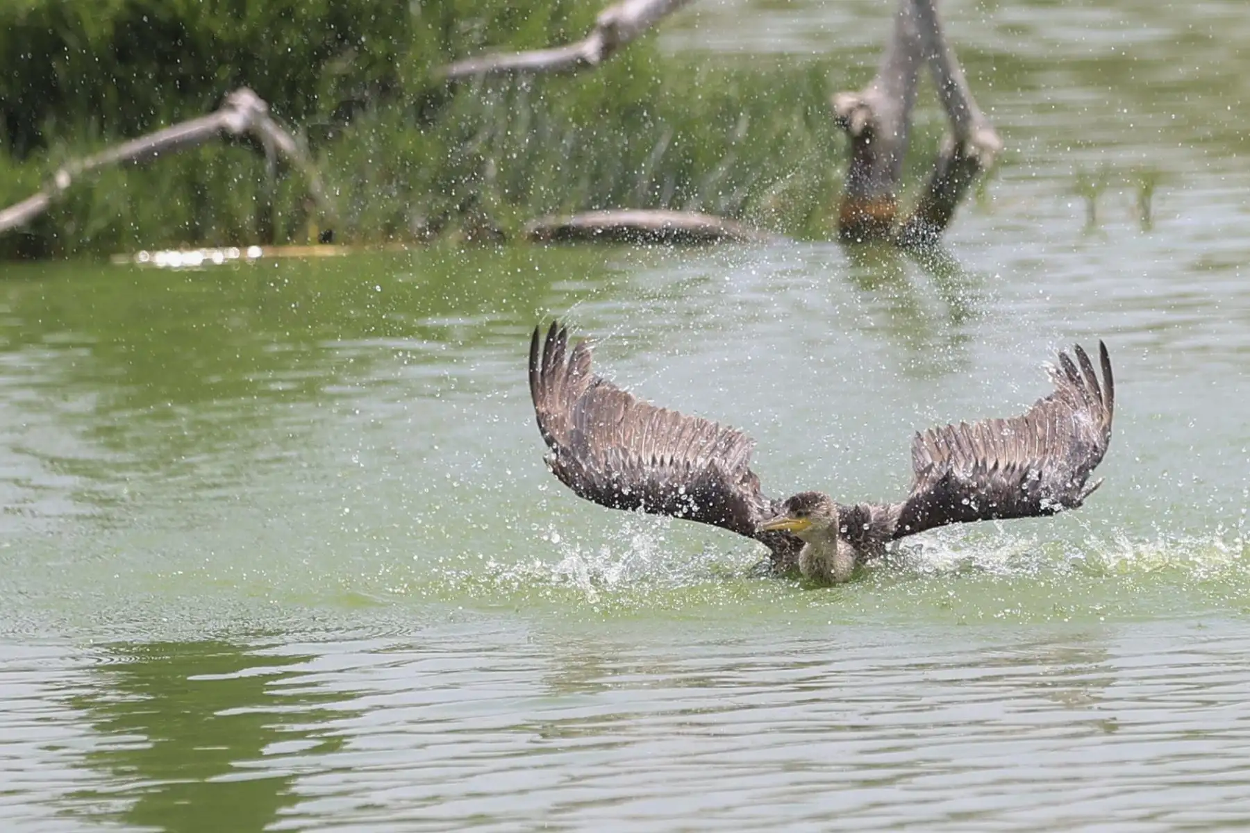 Los Pantanos de Villa se unen a la celebración por el Día Mundial de los Humedales con actividades para toda la familia. Los pantanos son un reservorio de aguas subterráneas que provienen de lluvias y deshielos de la cuenca del río Rímac y pueden albergar hasta 210 especies de aves (entre migratorias, residentes y de registros eventuales), según información del SERNANP. Foto: ANDINA/Jhonel Rodríguez Robles