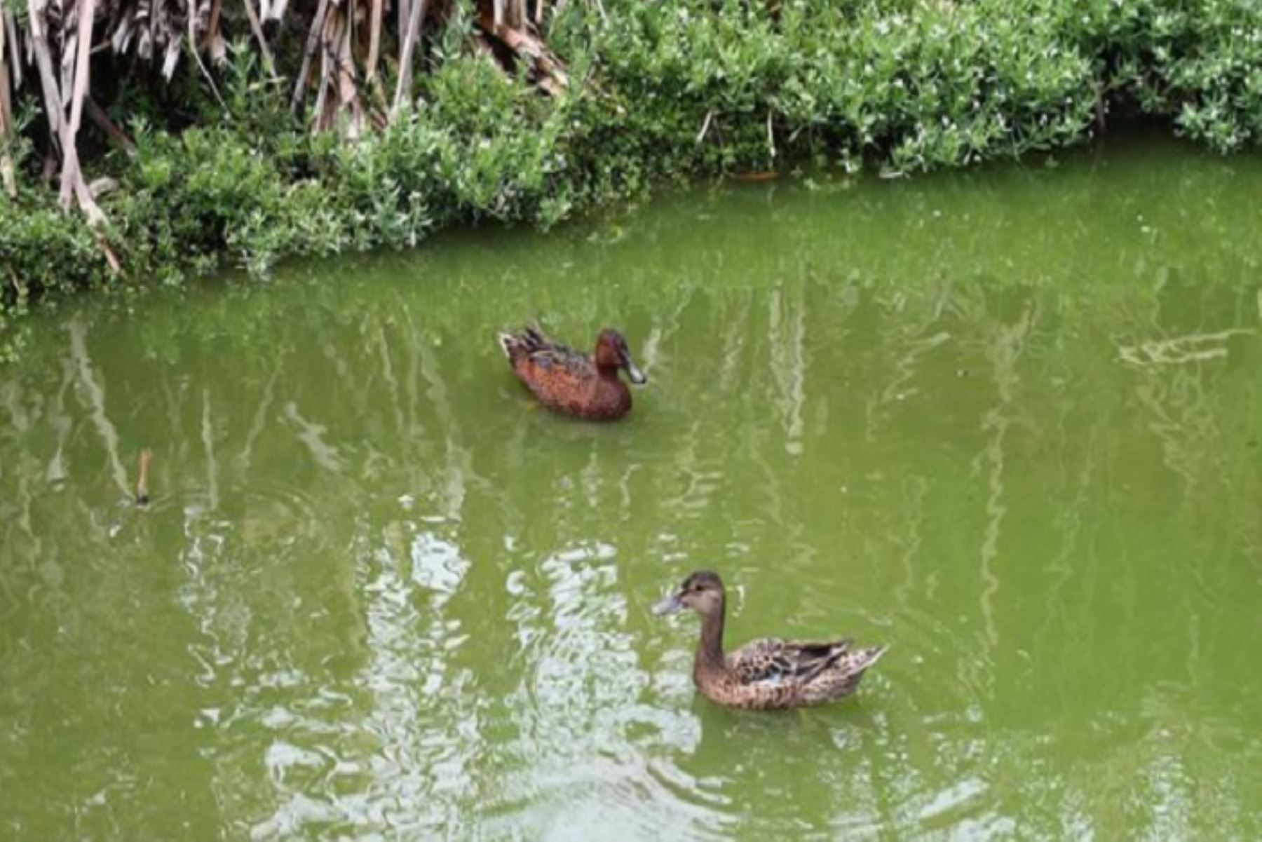 Los humedales son esenciales para la vida: almacenan agua, mitigan el impacto de sequías e inundaciones y albergan una gran diversidad de especies.