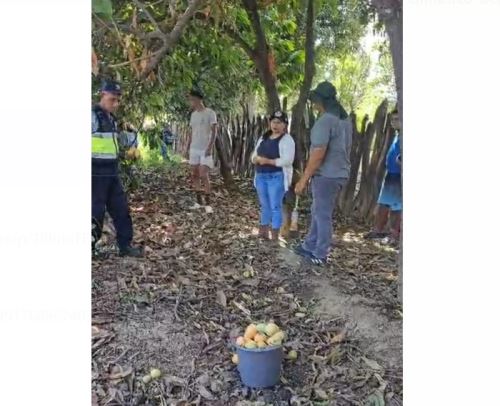 Autoridades locales de Tumbes y del Senasa entierran mangos para evitar propagación de plaga de mosca de la fruta .ANDINA/Difusión