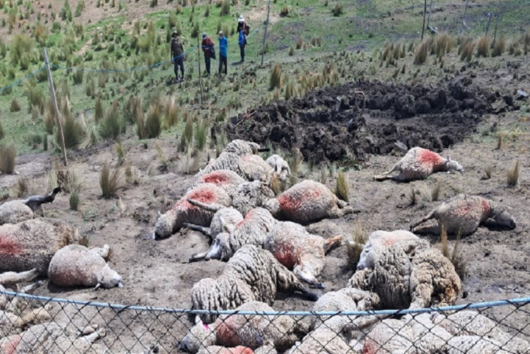 En el distrito de Langui Canas, las lluvias intensasocasionaron el desborde del río Langui que inundó nueve viviendas.