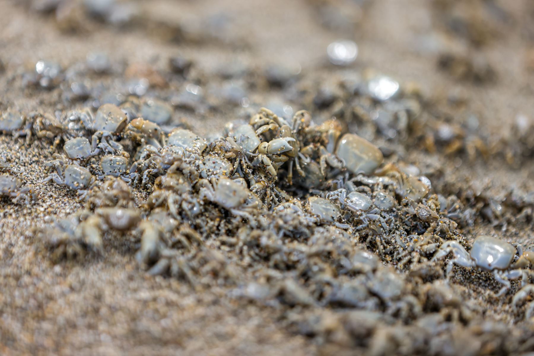 Cierre de playa La Herradura es temporal y busca evitar que bañistas alteren el proceso natural de migración de pequeños animales. Fotos: ANDINA