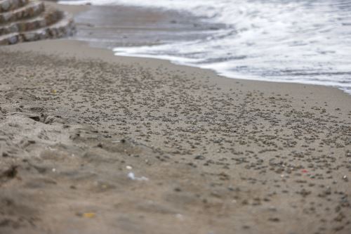 Chorrillos: cierran Playa La Herradura por migración masiva de arañas de mar en su orilla